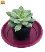 ساکولنت اچوریا نقره ای سایز 6