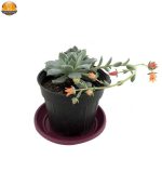 ساکولنت اچوریا نقره ای سایز 10