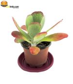 ساکولنت کاتالیدون کاکانکوئه سایز 10