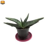 گاستریا خوشه ای سایز 10