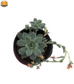 ساکولنت اچوریا نقره ای سایز 10 - Image 2