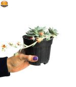 ساکولنت اچوریا نقره ای سایز 10 - Image 3