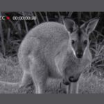 دوربین تله‌ای های‌کم Hiicam K228 Hunting Camera - تصویر 5